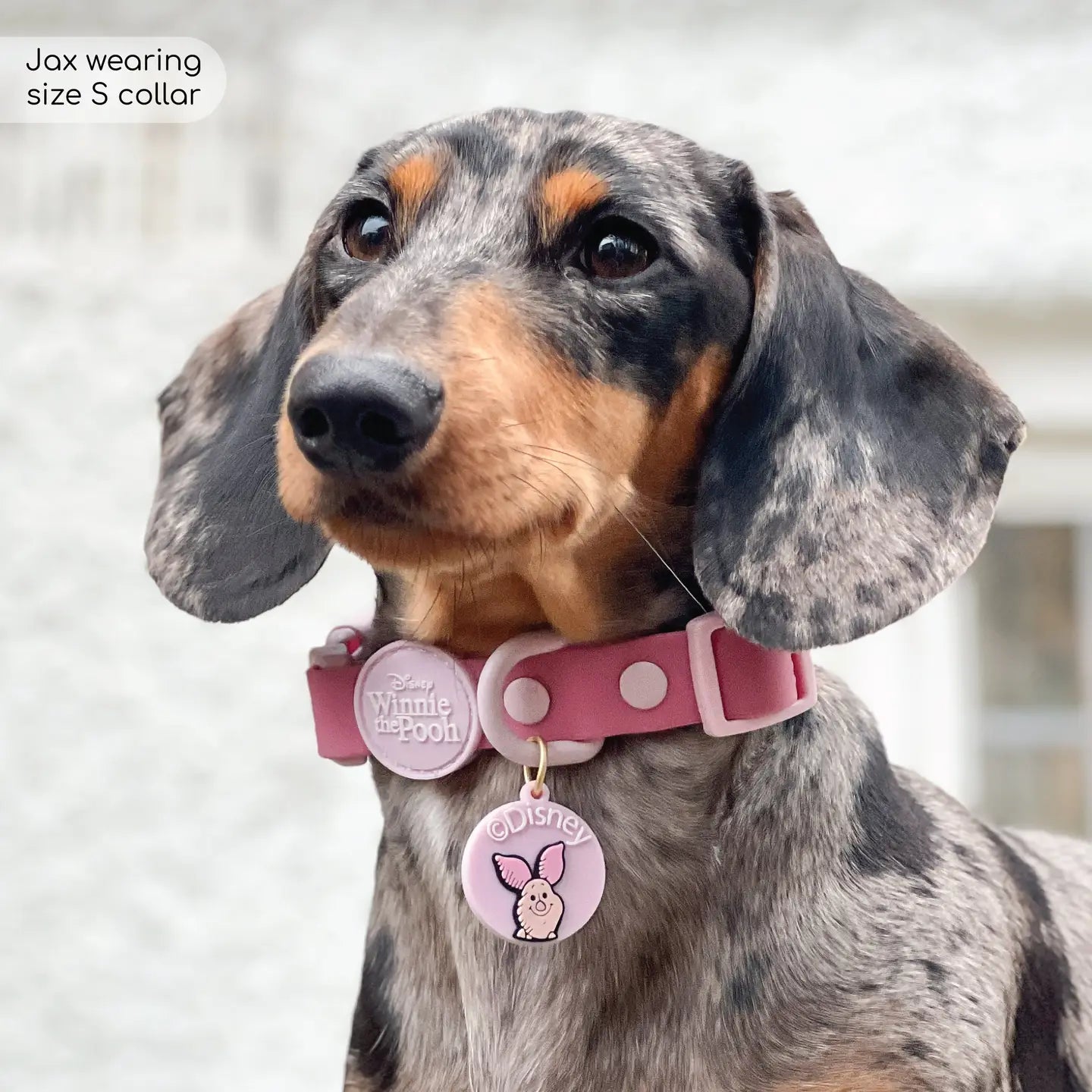 PIGLET WATERPROOF COLLAR